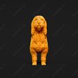 1008-Basset_Griffon_Vendeen_Petit_Pose_01.jpg Basset Griffon Vendeen Petit Dog 3D Print Model Pose 01