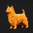 650-Australian_Terrier_Pose_01.jpg Australian Terrier Dog 3D Print Model Pose 01