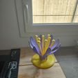 2-LOTUS-LOIN.jpg Lotus drainer