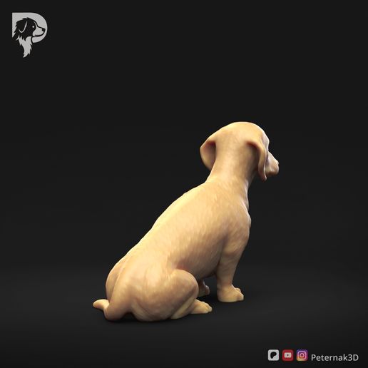 Dachshund-Smooth-Haired-Pose-04-Dog-3D-Print-4s.jpeg Teckel à poil lisse Pose 04