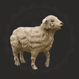 ewe_2.png Sheep Family