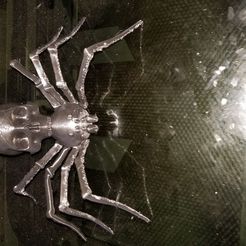 spider skull