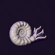 1920_1080_RENDER.jpg nautilus snail