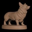 1.jpg Corgi