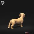 Dachshund-Smooth-Haired-Pose-03-Dog-3D-Print-5s.jpeg Teckel à poil lisse Pose 03