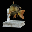 Carp-trophy-statue-5.png fish carp / Cyprinus carpio in motion trophy statue detailed texture for 3d printing