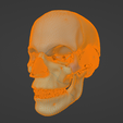 35.png 3D Model of Skull with Brain and Brain Stem - best version