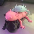 foto.jpeg Axolotl Flexible Articulated