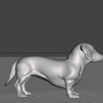 Dachshund-03.png raça de cão dachhund