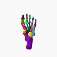 9.png SKELETON OF THE LEFT FOOT 3d SEGMENTED MODEL 27 PARTS