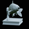Carp-trophy-statue-27.png fish carp / Cyprinus carpio in motion trophy statue detailed texture for 3d printing