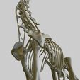 02.jpg Brachiosaurus: Complete 3D anatomy