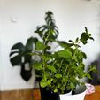 WhatsApp-Image-2026-03-31-at-20.15.47.jpeg Yin-Yang Planters Set