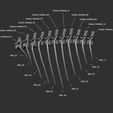 Ref_01.jpg 3D file Velociraptor skeleton life size Part03/05・3D printing template to download