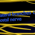 Image-3082.png Spinal cord symphathetic intercostal nerve