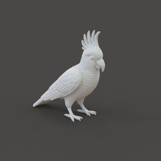 Parrot_1.1.jpg Cacatúa loro