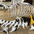 IMG_1713.jpeg Cat Skeleton [Articulated]