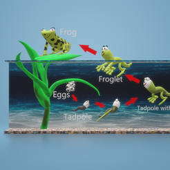 frog1.png Datei 3D Life cycle of a frog・Modell für 3D-Druck zum herunterladen