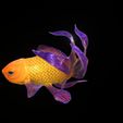 8.jpg GOLDFISH Guppy Blue Grass FISH TOAD AMPHIBIAN TADPOLE ANIMAL ANATOMY 3D MODEL WATER OCEAN RIVER BOAT SALMON SHARK