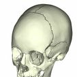 11.jpg cranial with sutures