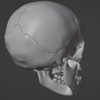 38.png 3D Model of Skull Bones