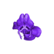 DIVINA3.stl Paladins Seris