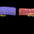 image-1.jpg Blood vessel artery vein structure labelled 3D model