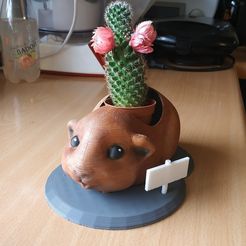 5b758fa8b577f7e1ace6c792741cd316_display_large.jpg Guinea pig flower pot - pot de fleurs cochon d'inde