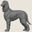 Afghan-Hound-Dog-04.jpg Afghan Hound Dog