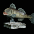 zander-trophy-3.png zander / pikeperch / Sander lucioperca fish in motion trophy statue detailed texture for 3d printing