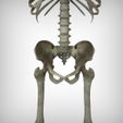 View6.jpg Human Skeletal System