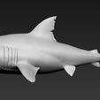 01.jpg Great white shark