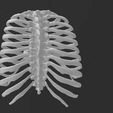 Screenshot-2021-03-18-080029.jpg ribs cage toracic