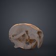 Mus_Musculus_3Demon_Render.600.jpg Realistic Animal Skull Collection