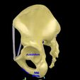 pelvis-types-hip-bone-labelled-detailed-3d-model-66bb7e23f2.jpg Pelvis types hip bone labelled detailed 3D model