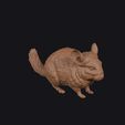 chinchilla_0003.jpg chinchilla