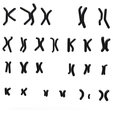 Karyotype_Render_1.png Human Karyotype - Male and Female