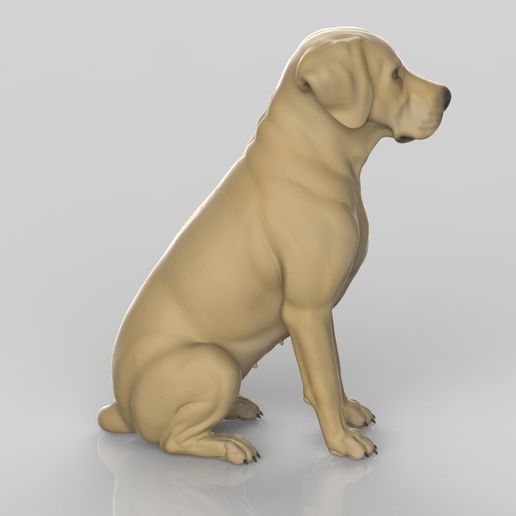 labra8.jpg Realistischer Labrador Retriever