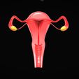 Female-Reproductive-System-2.jpg Female Reproductive System
