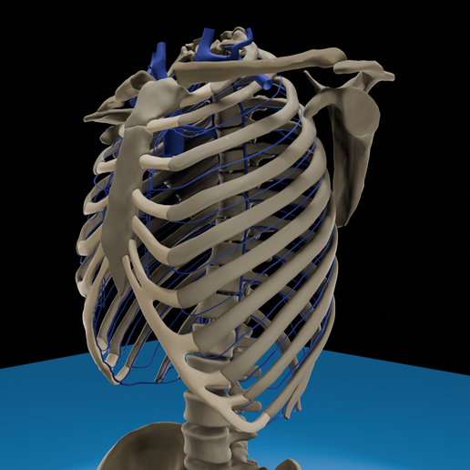 🫀 Human Rib Cage and Spine with Pelvis 3D Model | STL and OBJ ...
