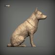 Australian-Cattle-Dog-sitting5.jpg Australian Cattle Dog Sitting Pose STL 3D print model