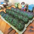 P1220170.JPG Lavender feet for santon or slideshow