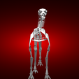 Atlasaurus-skeleton-render-4.png Atlasaurus
