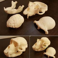 monkey.jpg Fichier STL gratuit sn1・Modèle à télécharger et à imprimer en 3D