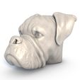 Boxer-Dog-Head0000.jpg Tête de chien Boxer