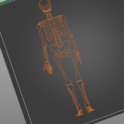 Skeleton.jpg Tactile image: skeleton (front)