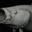 coalfish-open-mouth-statue-box-68.png COALFISH / POLLACHIUS VIRENS trophy with storage space for 3d printing