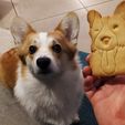 IMG_20191211_220437 copie.jpg Cookie Cutter Nessie the Corgi
