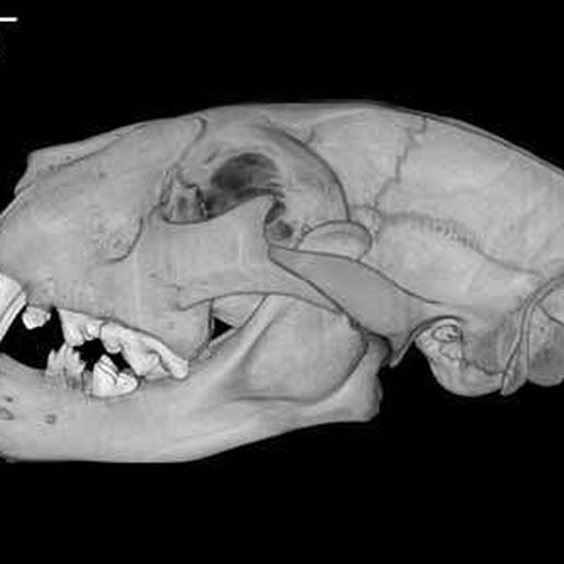 specimen-2.jpg STL-Datei Panthera leo, Lion Skull kostenlos・Vorlage für den 3D-Druck zum herunterladen, MadScientist3D