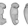 3_Weeks_Wireframe.png 3 Weeks Human embryonic (baby stages)